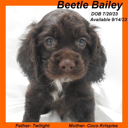 puppy, for, sale, Cocker Spaniel, Joe & Cherri  Overlease, dog, breeder, Miller, MO, dog-breeder, puppy-for-sale, forsale, nearby, find, puppyfind, locator, puppylocator, aca